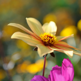 BuGa_Koblenz_2011-10-02_01