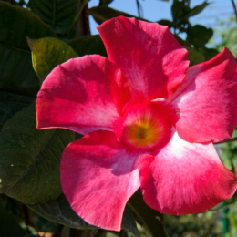 BuGa_Koblenz_2011-10-02_22