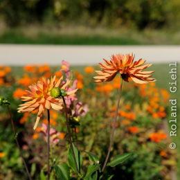 BuGa_Koblenz_2011-10-02_07