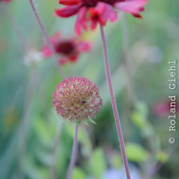 BuGa_Koblenz_2011-10-02_37