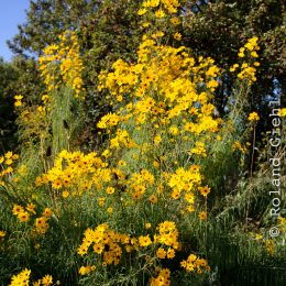 BuGa_Koblenz_2011-10-02_17