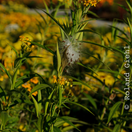 BuGa_Koblenz_2011-10-02_43
