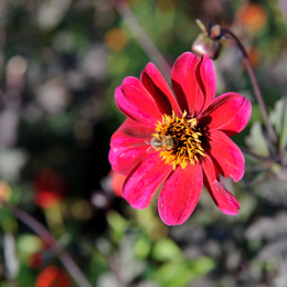 BuGa_Koblenz_2011-10-02_41