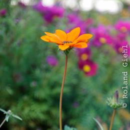 BuGa_Koblenz_2011-10-02_02