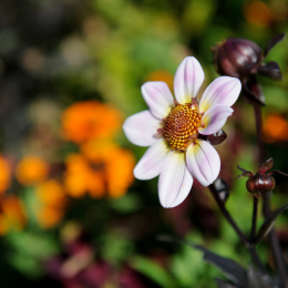 BuGa_Koblenz_2011-10-02_04