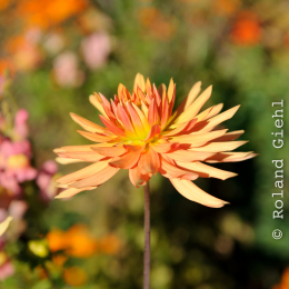 BuGa_Koblenz_2011-10-02_06