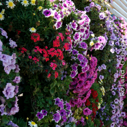 BuGa_Koblenz_2011-10-02_23