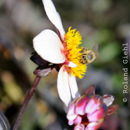 BuGa_Koblenz_2011-10-02_03