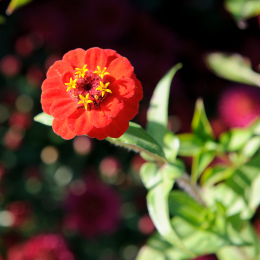 BuGa_Koblenz_2011-10-02_40