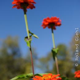 BuGa_Koblenz_2011-10-02_08