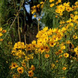 BuGa_Koblenz_2011-10-02_18