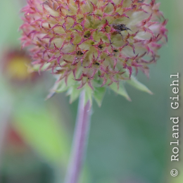 BuGa_Koblenz_2011-10-02_36