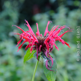 BuGa_Koblenz_2011-10-02_34