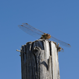 BuGa_Koblenz_2011-10-02_12
