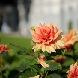 BuGa_Koblenz_2011-10-02_39