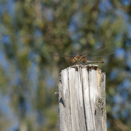 BuGa_Koblenz_2011-10-02_11
