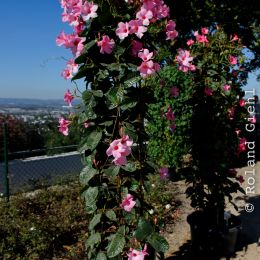 BuGa_Koblenz_2011-10-02_20