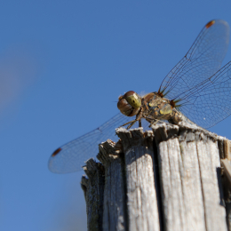 BuGa_Koblenz_2011-10-02_10