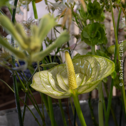 BuGa-2023_008_20230716