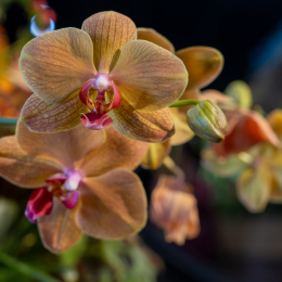 BuGa-2023_009_20230716