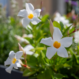 BuGa-2023_004_20230716