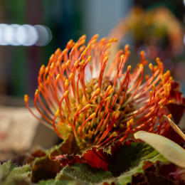 BuGa-2023_011_20230716