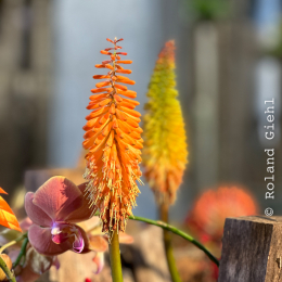 BuGa-2023_010_20230716