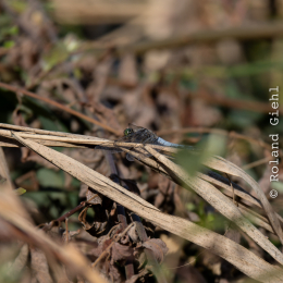 Enkheimer_Ried_20140809_014