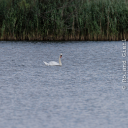 Enkheimer_Ried_20140809_005