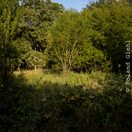 Enkheimer_Ried_20140809_029