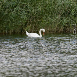 Enkheimer_Ried_20140809_010