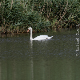 Enkheimer_Ried_20140809_004
