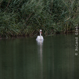 Enkheimer_Ried_20140809_002