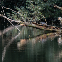 Enkheimer_Ried_20140809_007