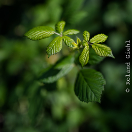 Enkheimer_Ried_20140809_018