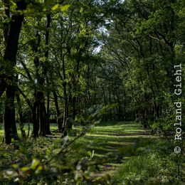 Enkheimer_Ried_20140809_027