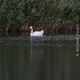 Enkheimer_Ried_20140809_006