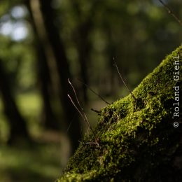 Enkheimer_Ried_20140809_022