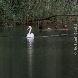 Enkheimer_Ried_20140809_003