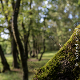 Enkheimer_Ried_20140809_023