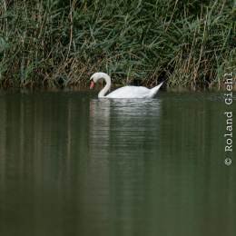 Enkheimer_Ried_20140809_008