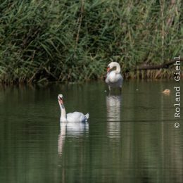Enkheimer_Ried_20140809_013