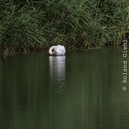 Enkheimer_Ried_20140809_001