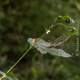 Enkheimer_Ried_20140809_019