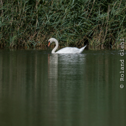 Enkheimer_Ried_20140809_009