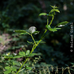 Enkheimer_Ried_20140809_017