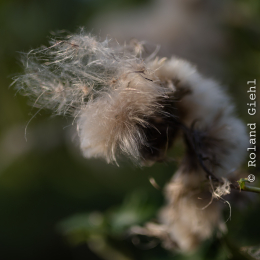 Enkheimer_Ried_20140809_028