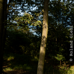 Enkheimer_Ried_20140809_025