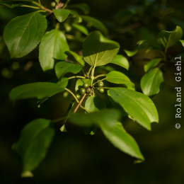 Enkheimer_Ried_20140809_026