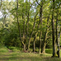 Enkheimer_Ried_20140809_024